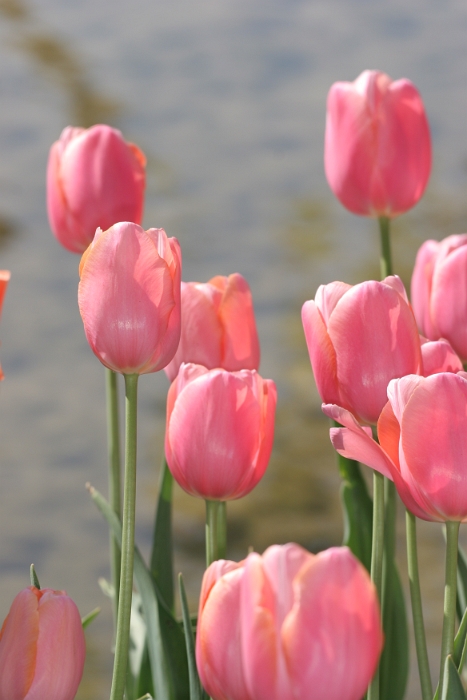 Tulipes a Morges 2007 - 173